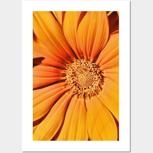 Orange Gazania Posters and Art